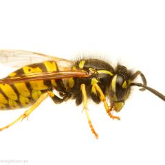 MYN Common Wasp 